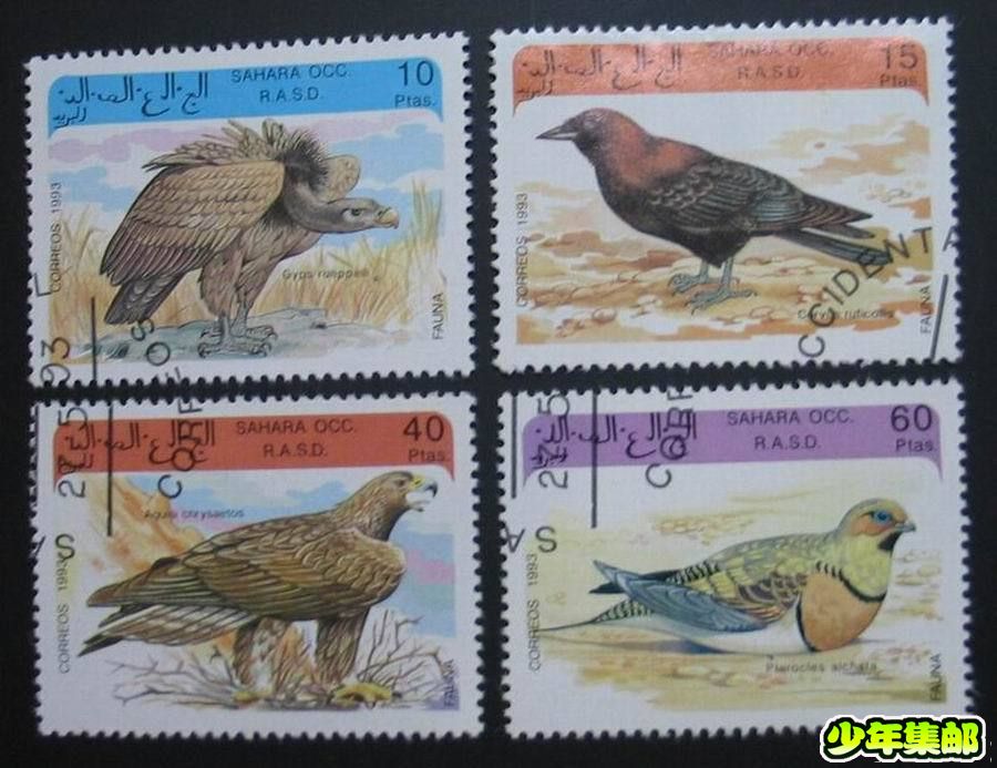 撒哈拉鸟类（4）.jpg