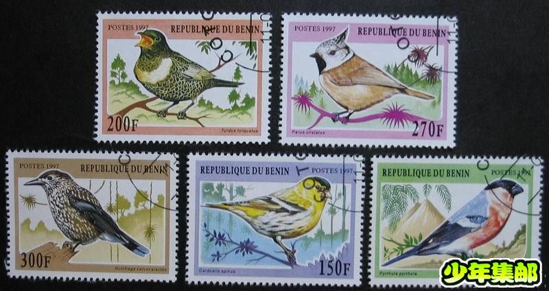 贝宁97鸟类（5）.jpg