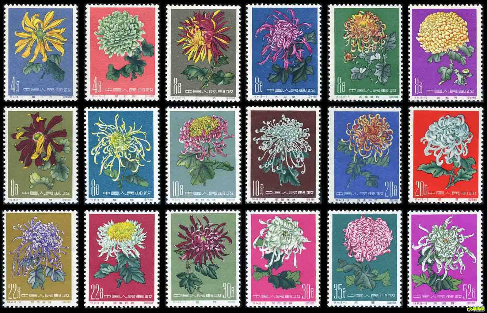 菊花（小）.jpg