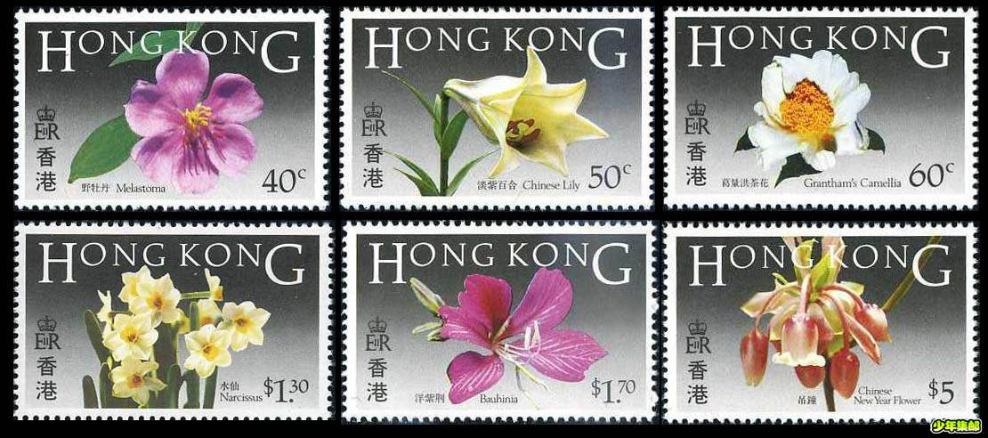 香港花卉1